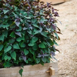 Farmstead Cedar Raised Garden Beds, 2'