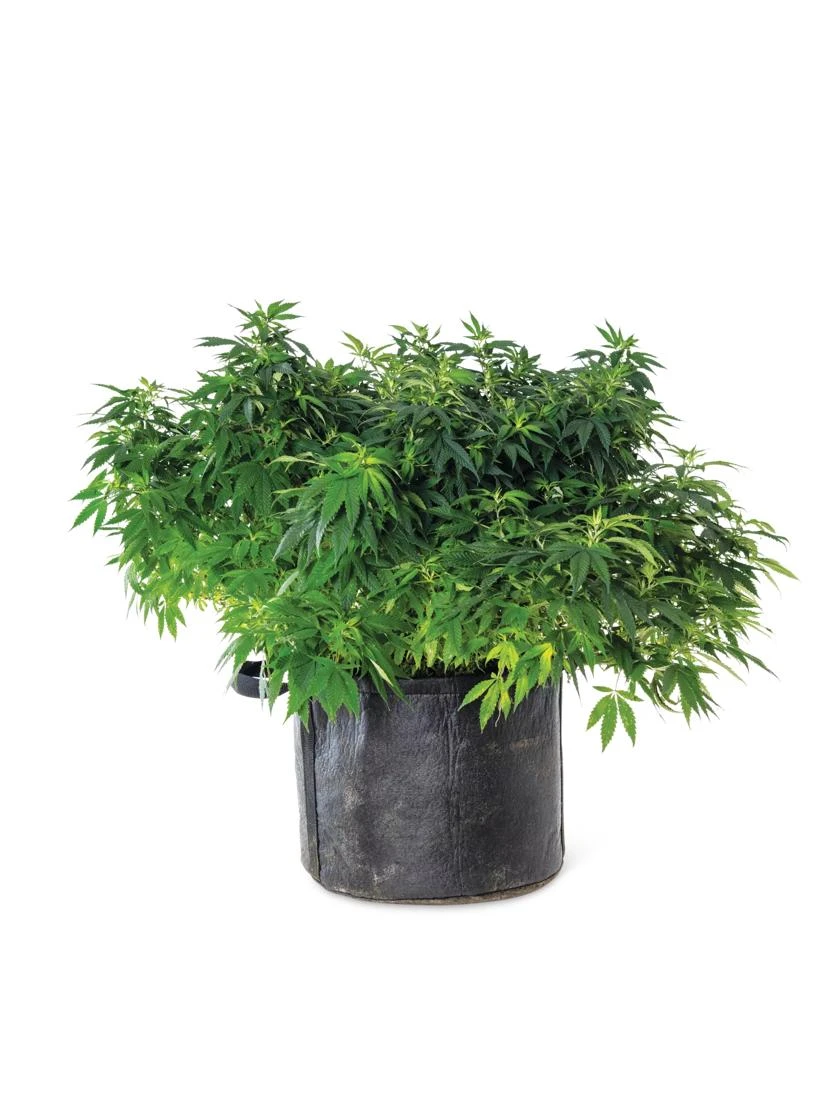 Gardener's Best® Universal Grow Bag - Image 2
