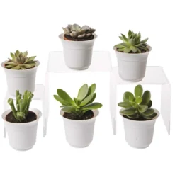 Succulent Terrarium Plant Collection, Set Of 6
