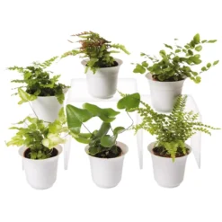 Fern Terrarium Plant Collection, Set Of 6