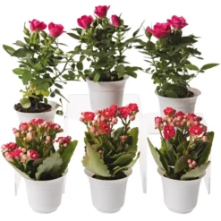 Flowering Terrarium Plant Collection, Set Of 6
