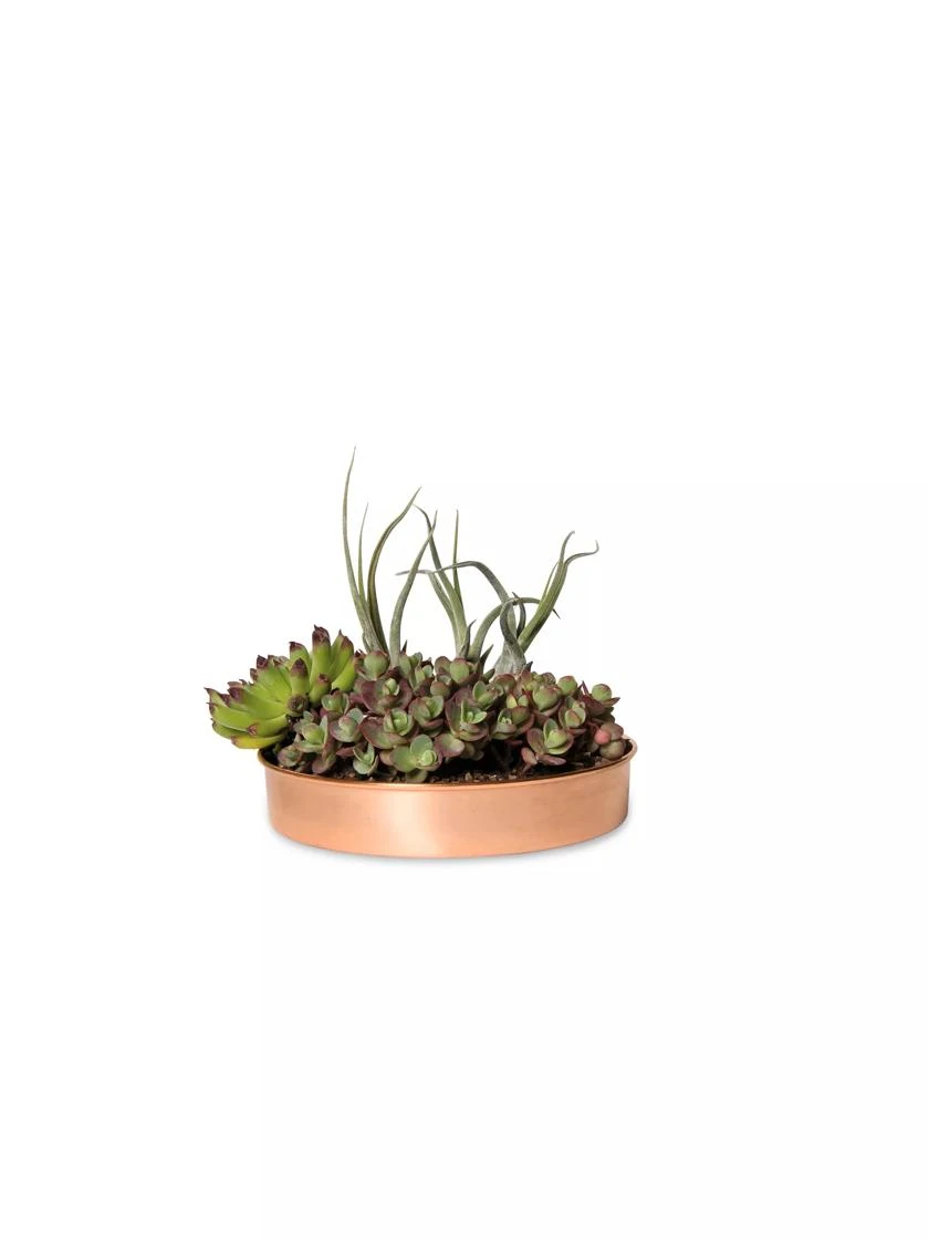 Extra Small Round Copper Plant Tray, 8" - Image 2