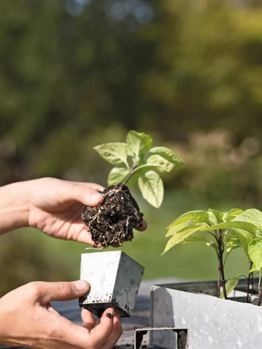 Galvanized Seed Starting Tray - Image 4