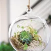 Floating Orb Terrarium Kit