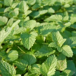 Lemon Balm Organic Seeds