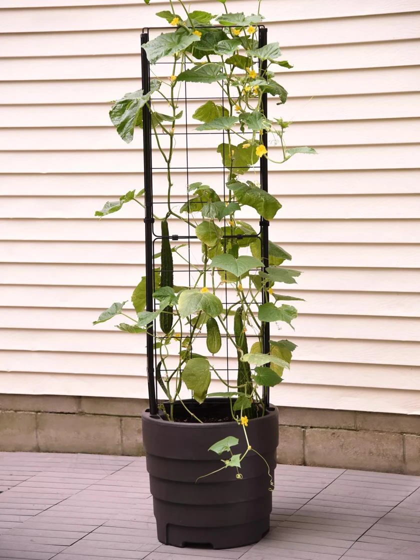 Gardener’s Victory Self-Watering Planter With Vine Trellis - Image 8