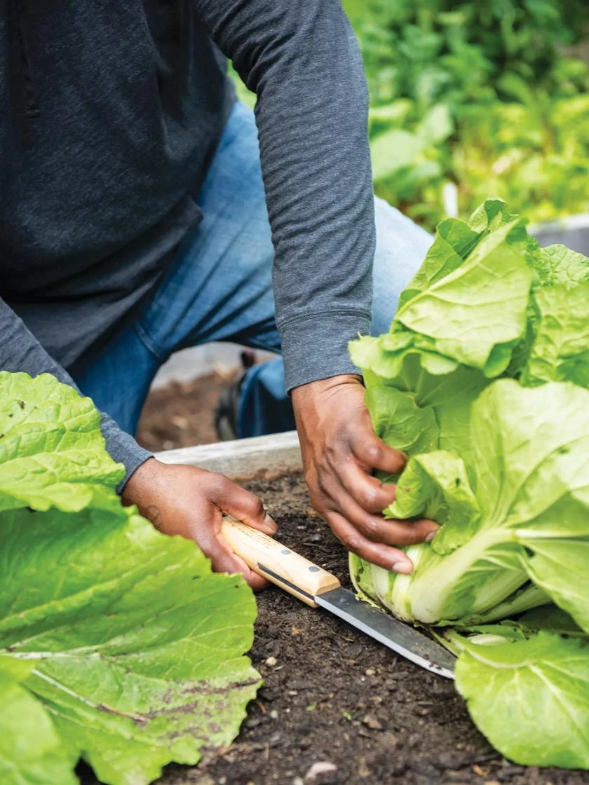 Gardener's Lifetime Hori Hori Knife - Image 2