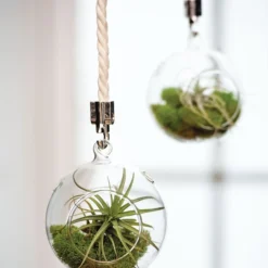 Mini Blown-Glass Hanging Terrarium, Set Of 2