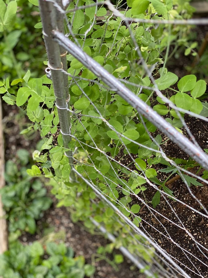 Chicken Wire Pea Trellis - Image 5