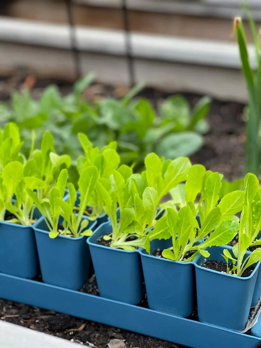 Gardener's Best® XL Seed Starting Kit - Image 3