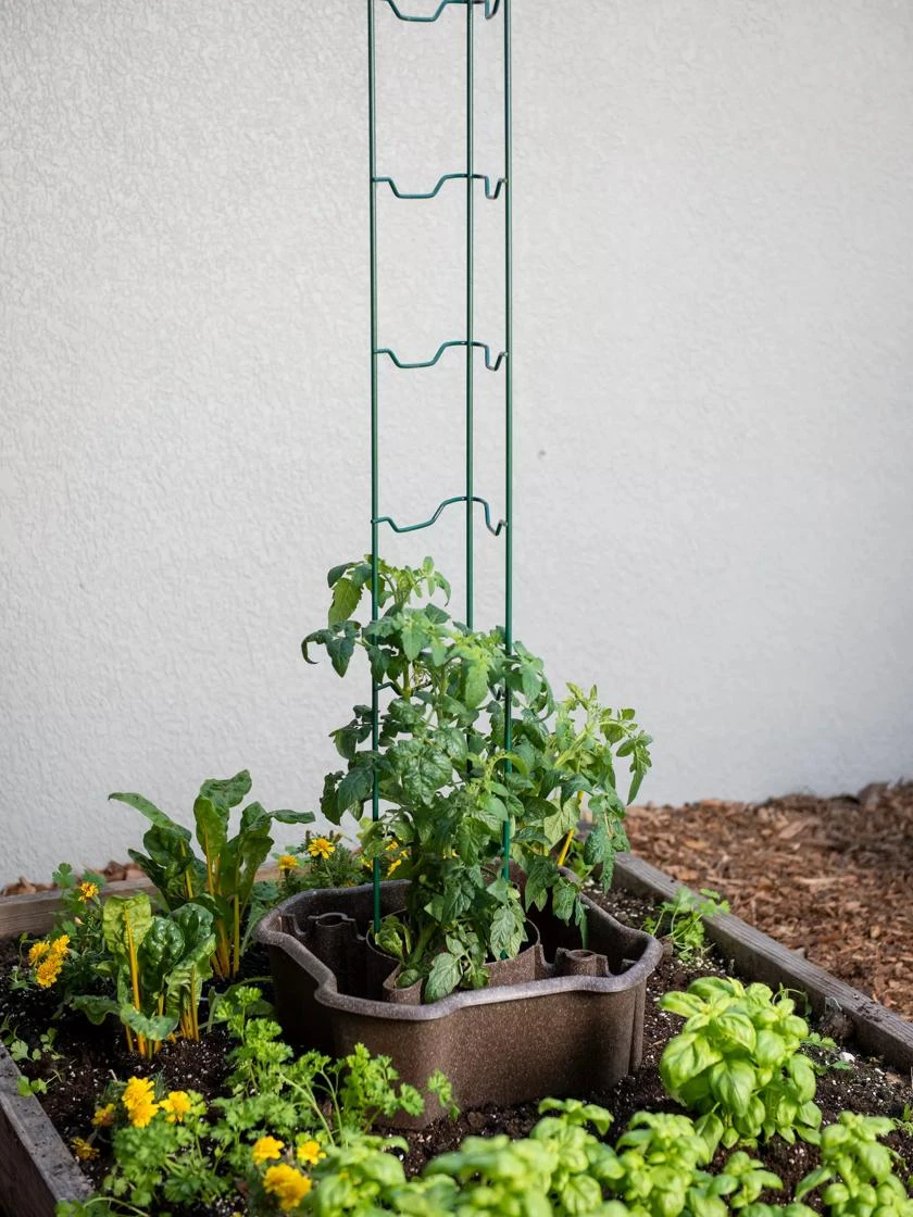 ECO Deluxe Tomato Halo, Set Of 2 - Image 4