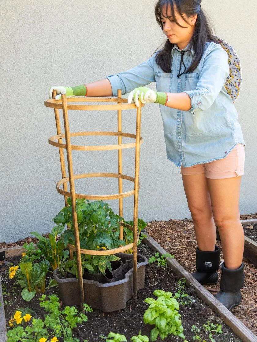 ECO Deluxe Tomato Halo, Set Of 2 - Image 2