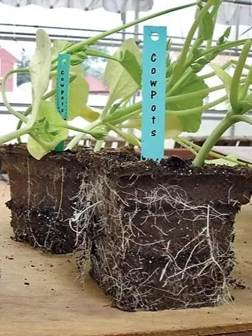 2-3/4" Square Cowpots 6-Packs, Set Of 4 - Image 3