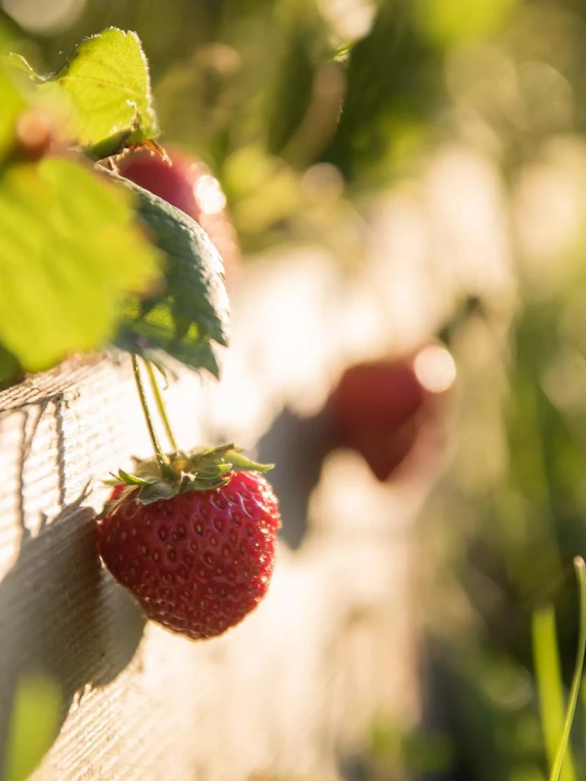 3-Tier Strawberry Bed - Image 3